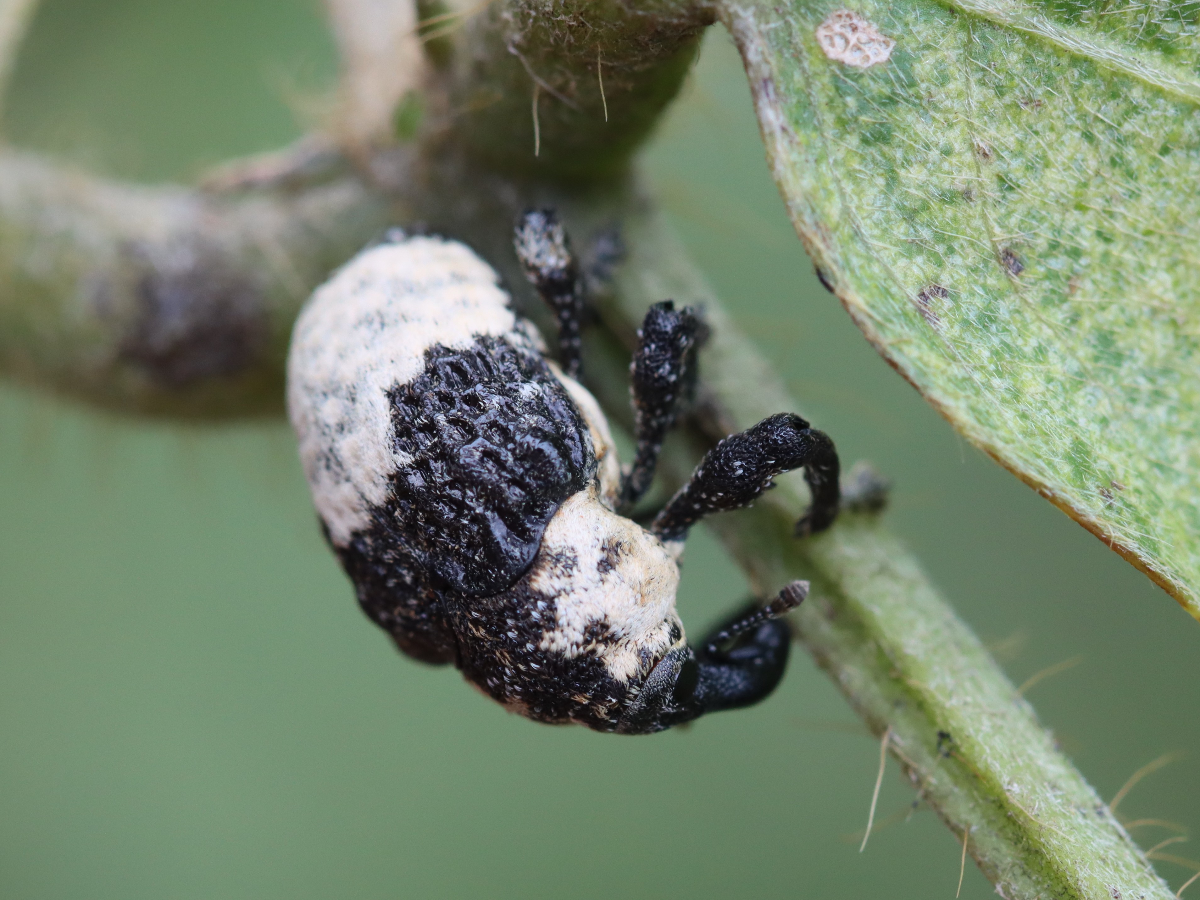 オジロアシナガゾウムシ5